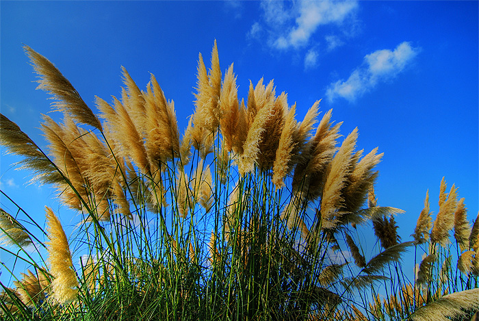 ginza odaiba photowalk super wheat